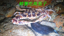 阿平赶海遇到了红花蟹在捕捉海茄子，之后还抓到了一只龙虾