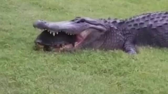 不要小瞧了乌龟