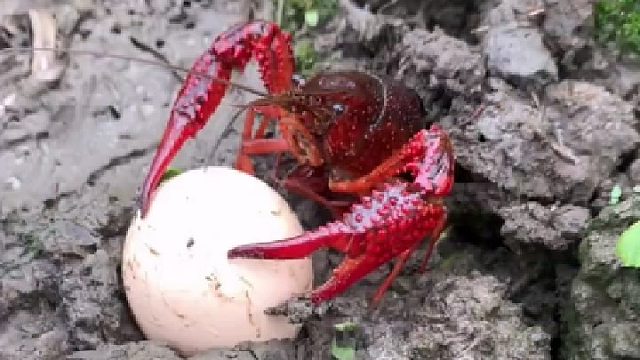 小鸟已经会飞了，今天试试让龙虾孵蛋
