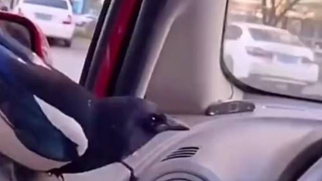 燕雀安知鸿鹄之志