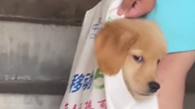 如果可爱有分数，小金毛一定是100分！