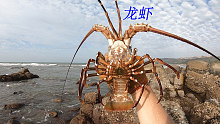 阿平赶海抓获一只大龙虾，之后又抓了螃蟹鲍鱼和海鳗