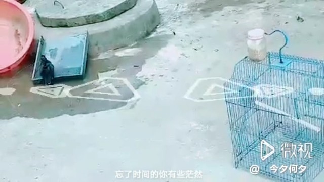 洗完澡自动进鸟笼