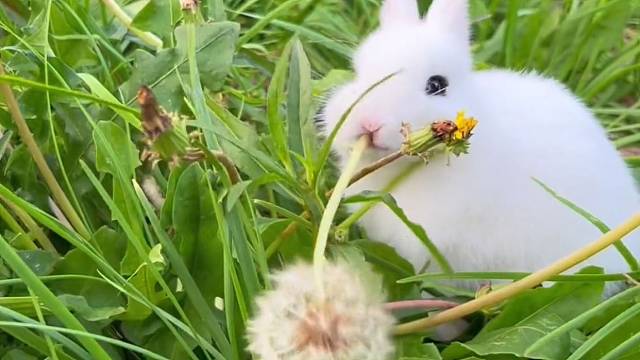 吃了蒲公英的兔子，是不是比普通兔子多了清热解毒的作用呢？