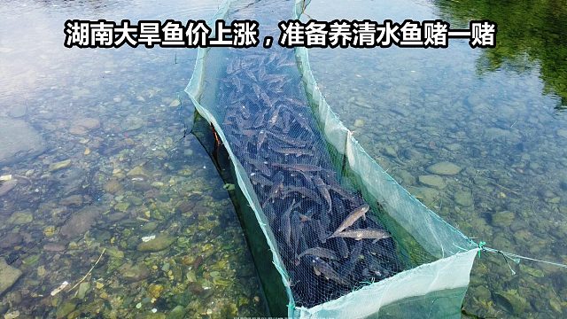湖南罕见的旱灾鱼价上涨，舅舅计划白嫖溪流水养清水鱼，赌把大的