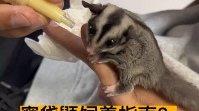 蜜袋鼯新手指南？如何饲养蜜袋鼯