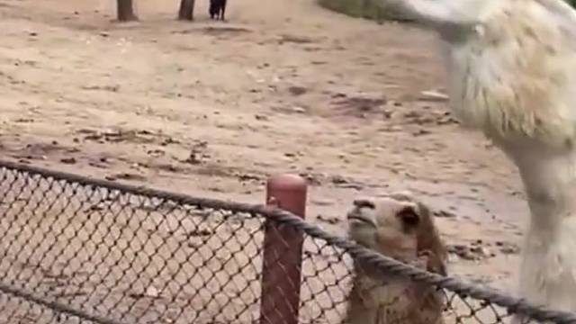 羊驼：知道我的俗名吗？