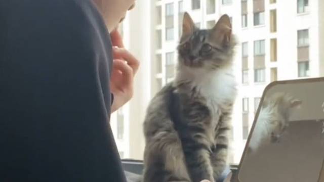 主人化妆时猫咪伸爪子“求变美”