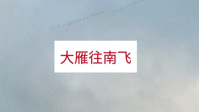 大雁往南飞