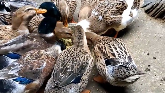 疫情期间在家种地