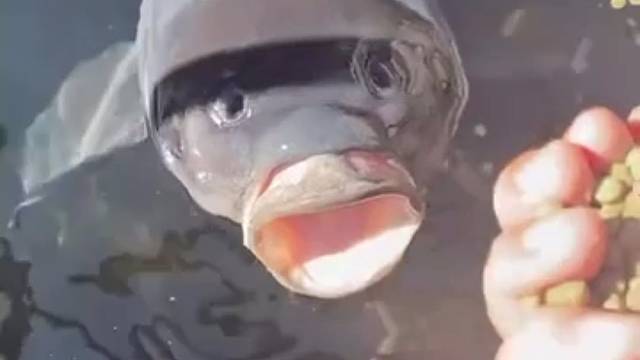 这鼻孔还以为眼睛呢