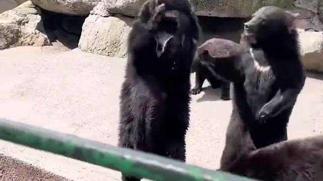 后面哪个怎么缺德，一看就是将来要偷袈裟的