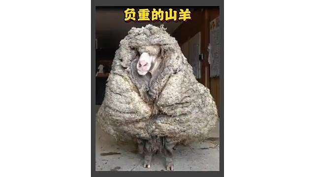 救助员把它带回家，将它厚重得毛脱掉，瞬间清爽不了不少