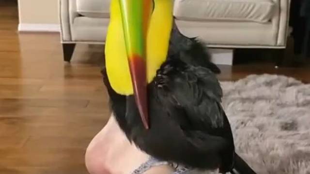 这鸟，咋这么像个青椒呢