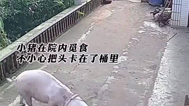 拆家的猪你见过吗