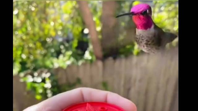 国外小哥帮助蜂鸟脱困，没想到它竟找上门了，最后把朋友都带来了