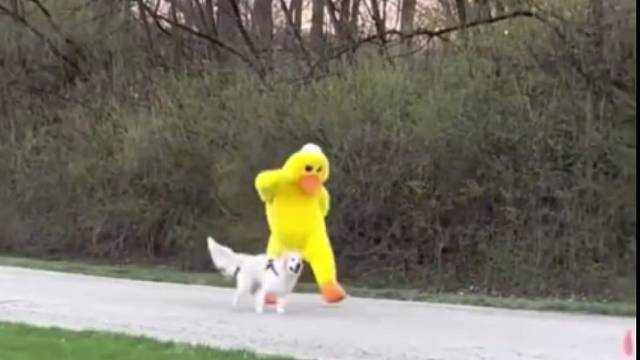 这样的铲屎官真的很难不竖起大拇指
已经替狗狗感觉到幸福了