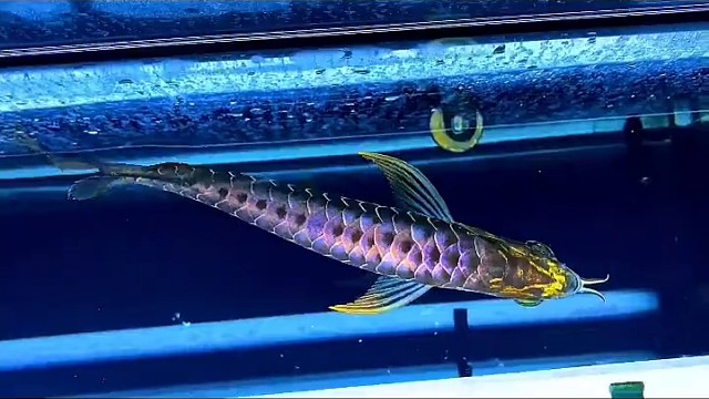 这条鱼的身价都快赶上我了