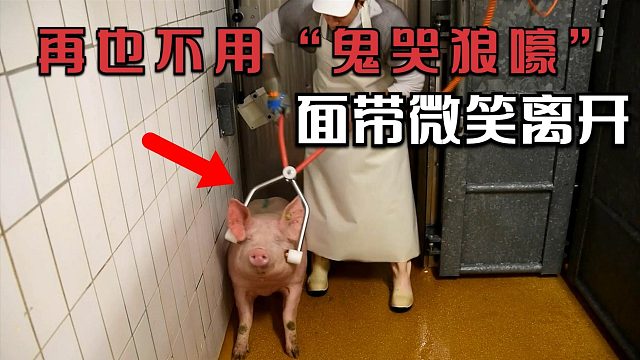 夹子轻轻一夹，猪猪就快乐上“西天”