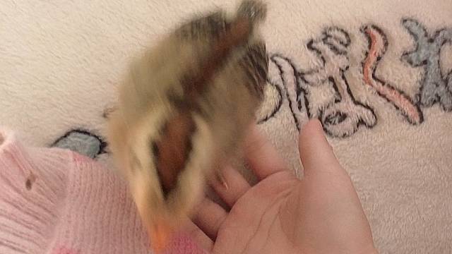 快看，这里有只鸟～在飞