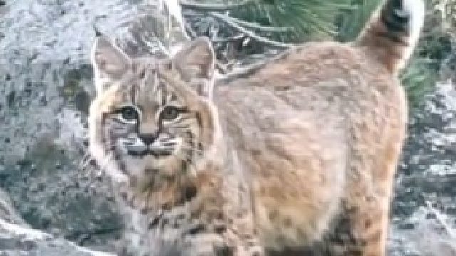 这是什么可爱的生物