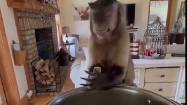 会做家务，爱吃喝玩乐的卷尾猴！