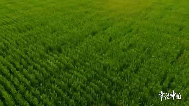 《这十年·幸福中国》专用飞机保障农事作业