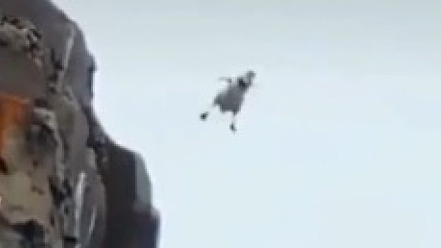 在百米悬崖上出生的藤壶鹅要么饿死，要么跳崖求生 。