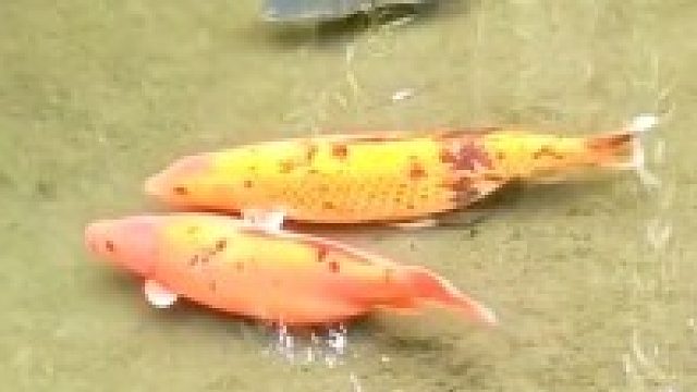 趵突泉的鱼，好一个无忧无虑自由自在