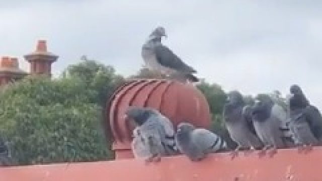 茫茫人（鸽）海中，确信你就是最美最亮的那颗星