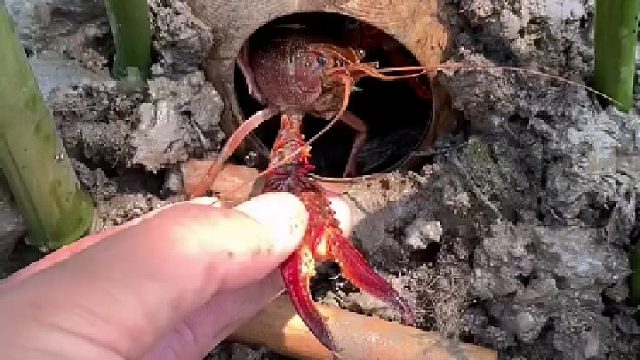 这小龙虾扒拉着大门就是不出来