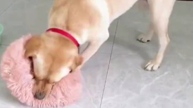 狗子为什么这么讨厌猫