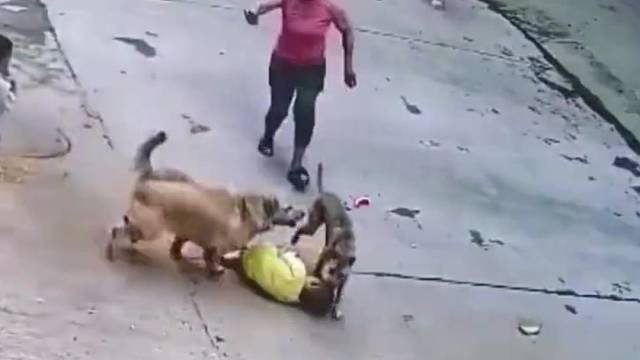 狗，如果不是趁我转头了，你碰都没碰到我主人