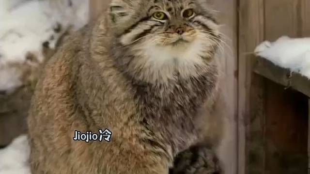 小兔狲脚脚冷了用尾巴暖，睡觉没有枕头拿尾巴当枕头，这也太可爱了吧