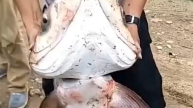 河塘的鸭子总是丢失，把水抽干发现这个