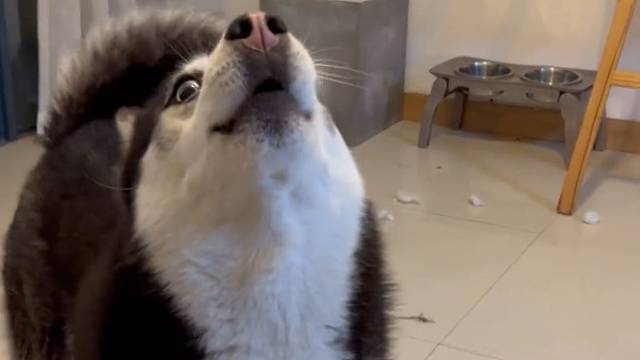 鼻子加农炮发射