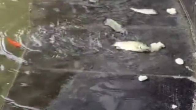 大吃几口还要回水里喘喘气