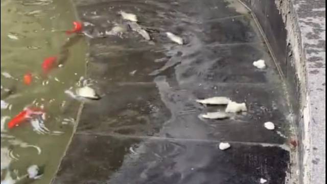 鱼：不行了有点胸闷，我回去吸一口再来干饭