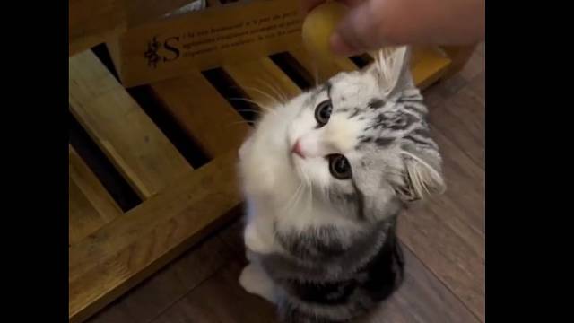 你没有对象还没有小猫猫那你冬天怎么活啊？