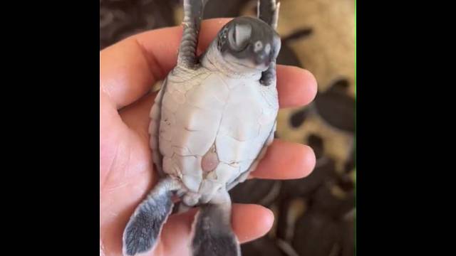 处于放松模式的小乌龟