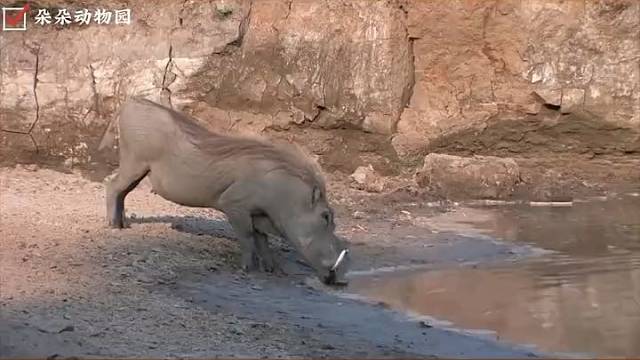 疣猪：小伙子，你对速度一无所知