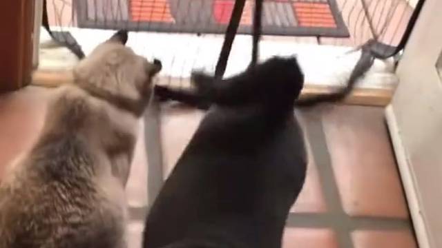 猜不透猫咪在想什么