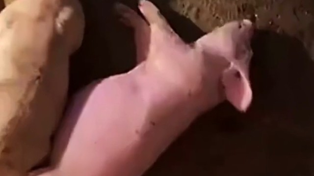 猪:我身上怎么这么疼，见鬼了……