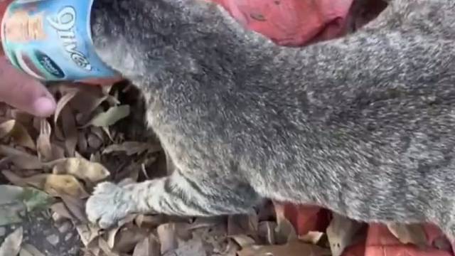 谢谢也不说一声就跑了，没礼貌的猫