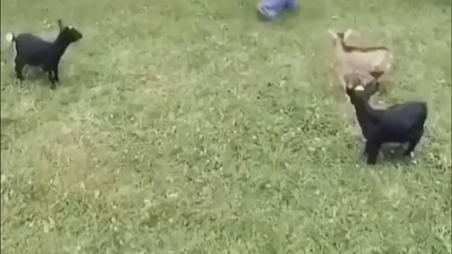 蹦蹦跳跳的羊肉串真可爱……