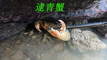 退潮后阿平来赶海在礁石下发现一只大青蟹