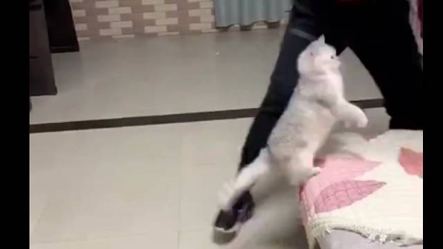 这是人跟猫都疯了