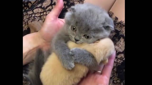 抱着小狗勾的小猫猫，太治愈了！