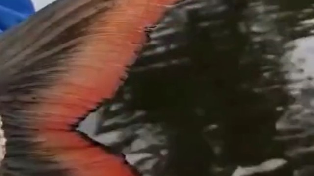 谁知道这是什么鱼