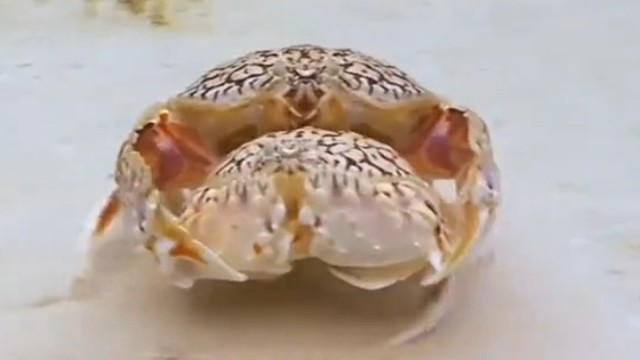 世界上最爱老婆的动物